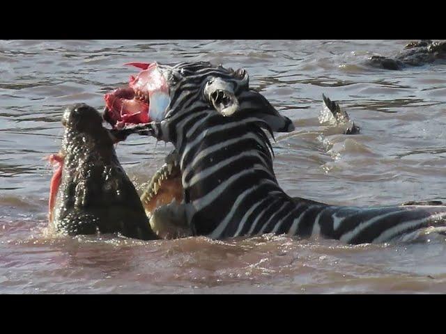 Zebra's face ripped off by crocodiles crossing Mara river on Safari in Kenya