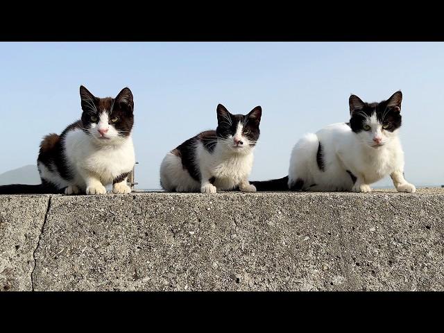 Funny cats!! Overnight Trip to Japan's Cat Island!! | Sanagi Island