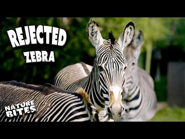 Zebra Girls Gang Up on Mac the Stallion! | The Secret Life of the Zoo | Nature Bites