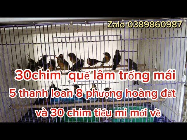 31/08:30 chim quế lâm 13 thanh loan phượng hoàng đất và 30 tiểu mi mới về:0389860987