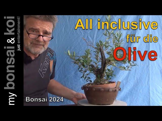 Bonsai 2024-50 - Olive - Olea - All inclusive für das mediterrane Gewächs