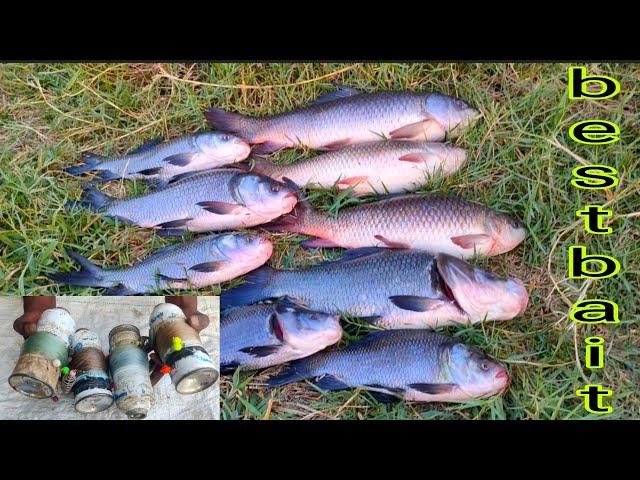 Fishing Bait Video | Only 100 Rupees | Very Big Fishes Catching |  Working | All Season work