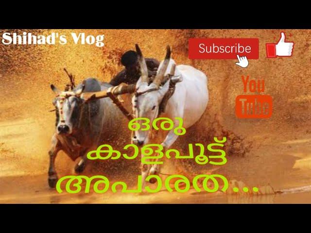 കാളപൂട്ട്‌  കരുളായി, നിലമ്പൂർ