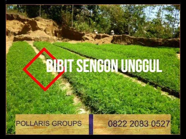 Harga Bibit Sengon Solomon F1,0822.2083.0527 (Tsel) Bibit Sengon Genjah