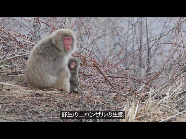 【ニホンザル】 野生ニホンザルの生態  ～志賀・雑魚川 地域個体群観察記録より ～