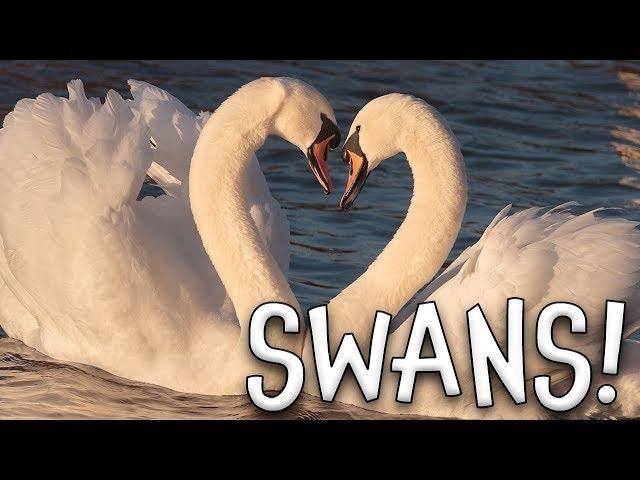 Swans! Swan Facts for Kids