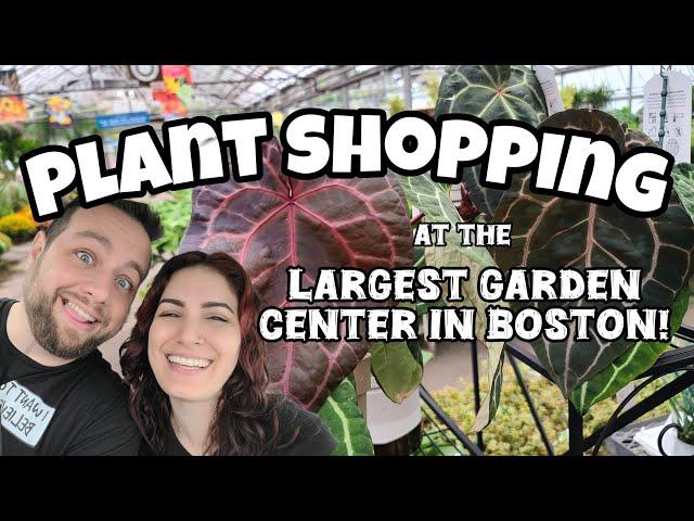 THIS GREENHOUSE IS HUGE!!  Mahoney's Garden Center in Winchester, Massachusetts  plant shopping