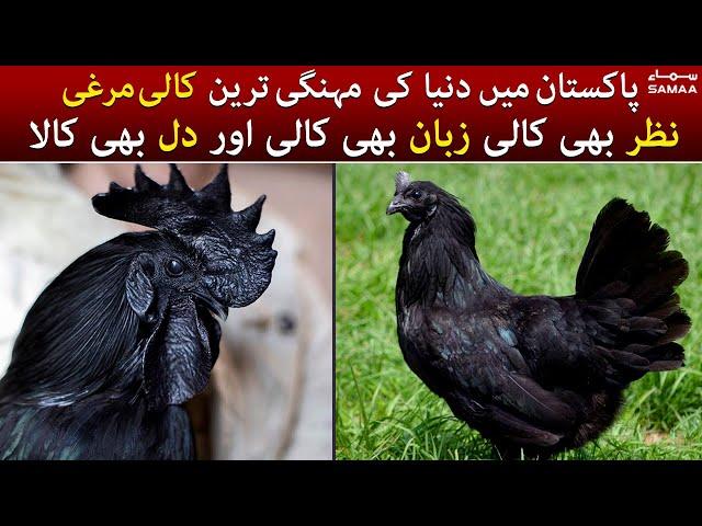 World most expensive black hen in Pakistan -  Ayam Cemani is a rare breed of chicken from Indonesia