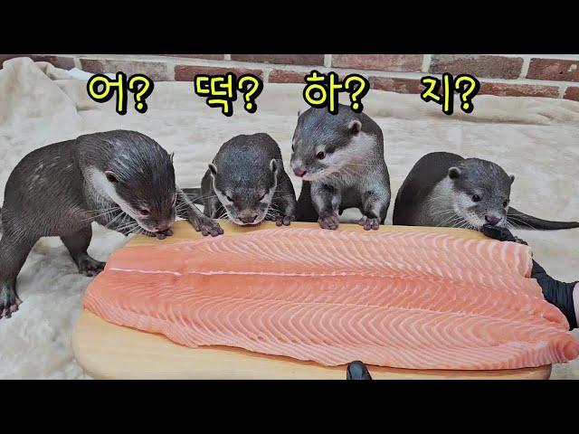 Otter Family's Reaction to Huge Salmon+King abalone Mukbang