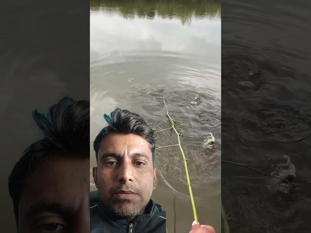 amazing fishing #reels #technology #viralvideo #trending #youtubeshorts #ytshorts #shorts #technic