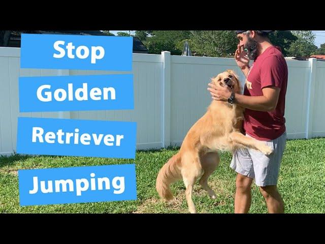 Train Your Golden Retriever To Stop Jumping (3 Easy Steps)