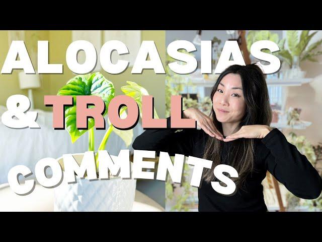 My Variegated Alocasia Collection + Haters & Trolls | Plant Chores | Repotting | Propagating Corms