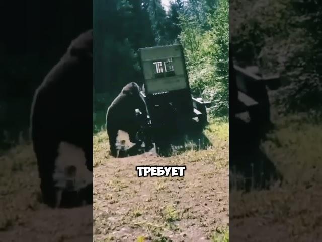 Неожиданные реакции медведя при возвращении в лес️