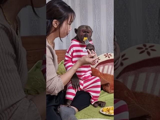 Super monkey - Abu monkey sulks at his mother episode 4