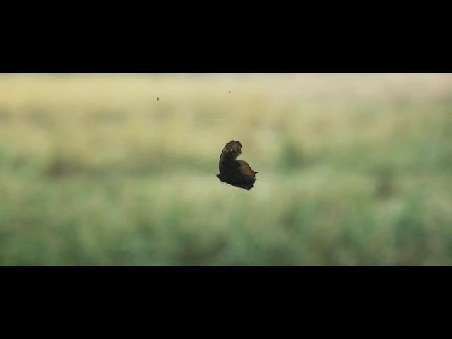চাহিবামাত্র ইহার বাহককে দিতে বাধ্য থাকিবে (PAY TO THE BEARER ON DEMAND) Trailer