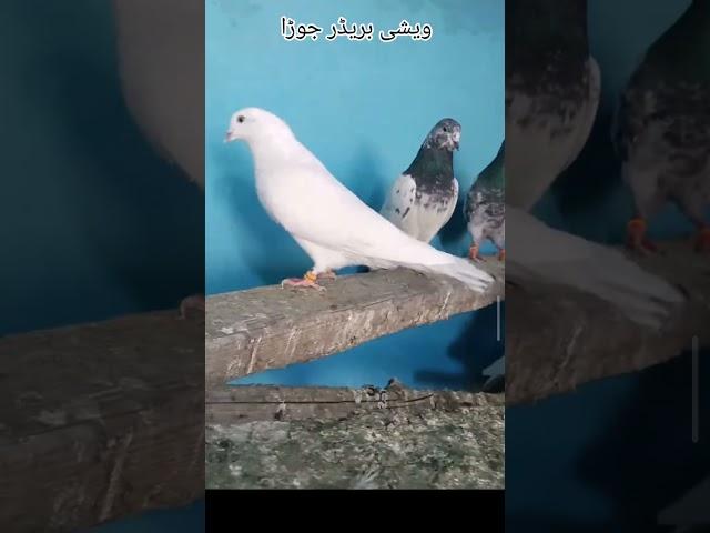 #alipigeonclub #kabutarbreedingtipsandtricks #alipigeonclub