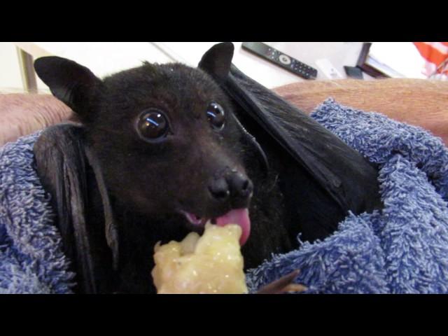 Humphrey the bat eats a banana