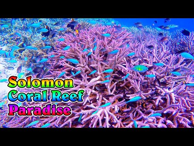 Visiting Coral Heaven at Simon's Nature Preserve, Solomon Islands