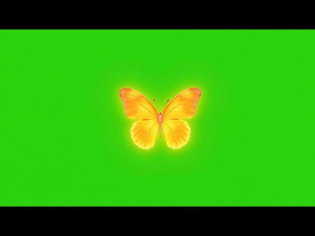 Orange colour butterfly green screen | Butterfly green screen effects