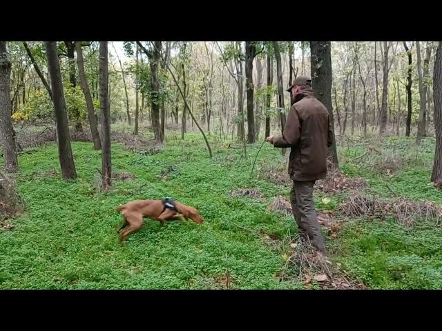 Vizsla puppy blood track training