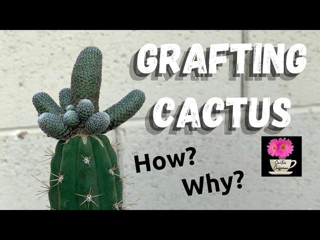 How I Graft a Cactus | Grafting Cactus