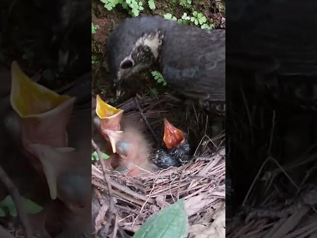 The cuckoo is begging at the front, but the mother bird turns a blind eye杜鹃鸟在最前面乞食，鸟妈妈却视而不见