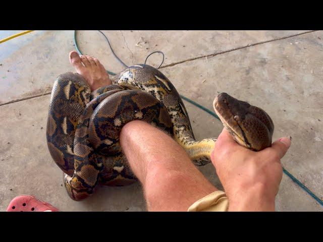 How to Survive a Python Attack (+Owl Rescue)