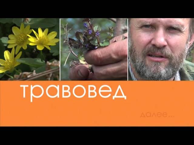 Травовед. Яснотка. Рассказывает Моряков Сергей Викторович