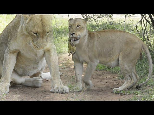 OMG! Lioness GIVES BIRTH in front of us!