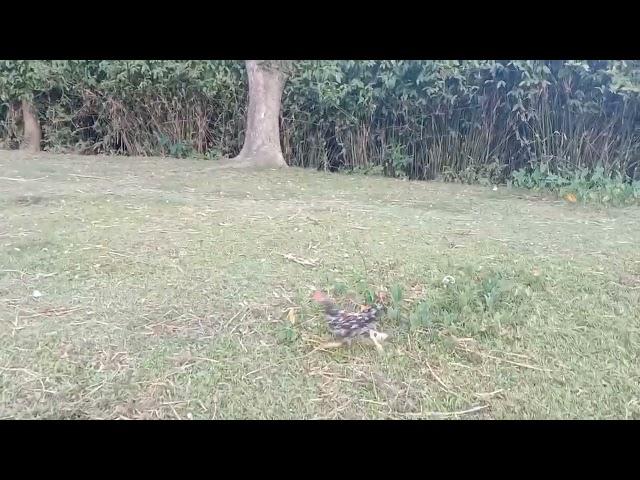 City Movement Vlog Dhaka. Dhaka।। Lakshmipur।। Banglasesh.