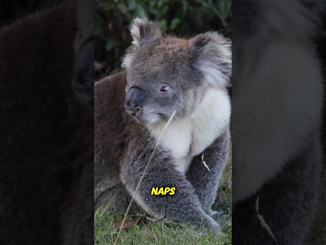 Why Do Koalas Sleep 20 Hours a Day? | Surprising Koala Fact!