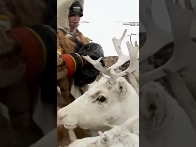  Рацион коренных народов Крайнего Севера