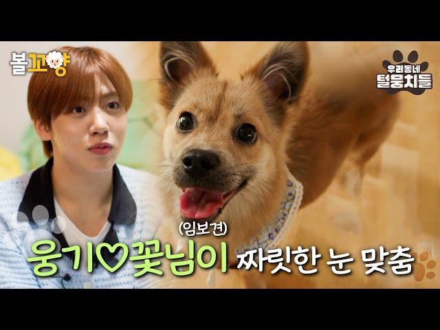 [#우리동네털뭉치들] 웅기꽃님이 짜릿한 눈 맞춤 #엠뚜루마뚜루 #볼꼬양 MBC240723방송