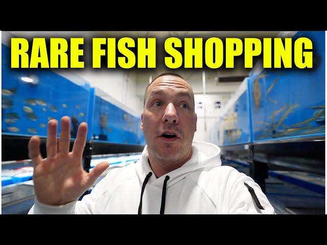 RARE AQUARIUM FISH SHOPPING!! The king of DIY visits predatory fins