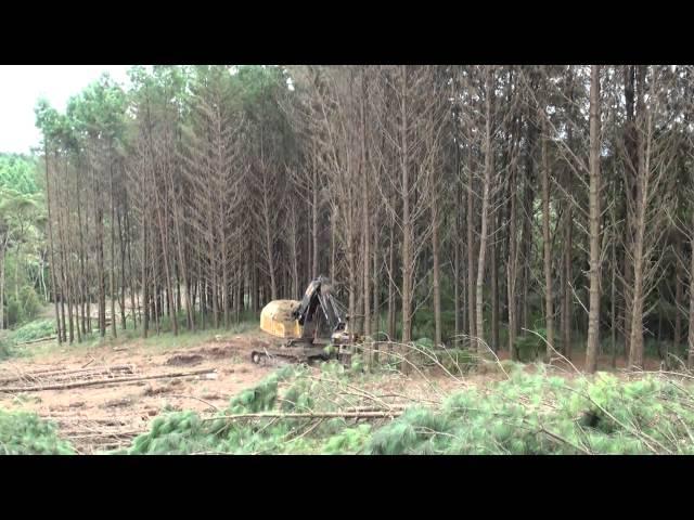 L870C feller buncher - Klabin, Santa Catarina