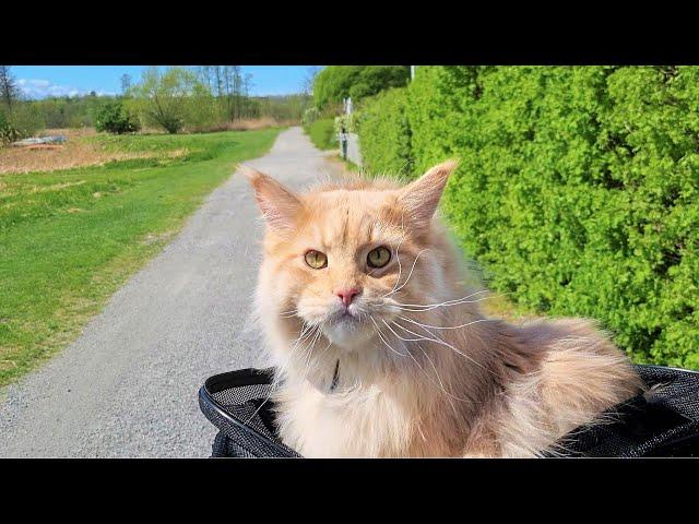 Maine Coon Cat on a Bike Ride - Adventure to the Hollow Oak!