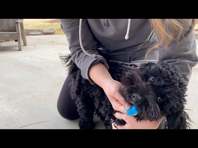 LDIIDII Dog Toothbrush Review | Small Dog Tooth Brushing Kit 4Pack Dog Finger Toothbrush