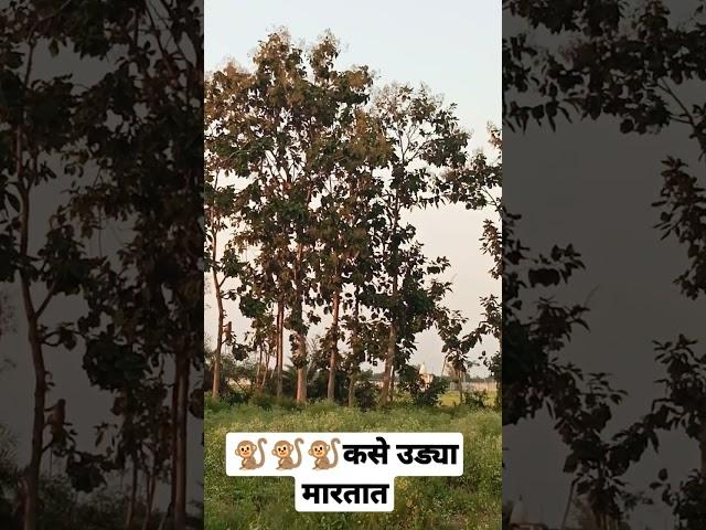 #monkey#viralshort#youtubeshort #viral_short #santkrupa