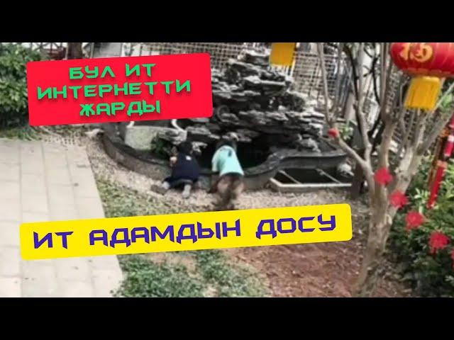 БУЛ ИТ ЭЭСИН КУТКАРЫП ИНТЕРНЕТТИ ЖАРДЫ!!!                                @АТАМЕКЕНТВ