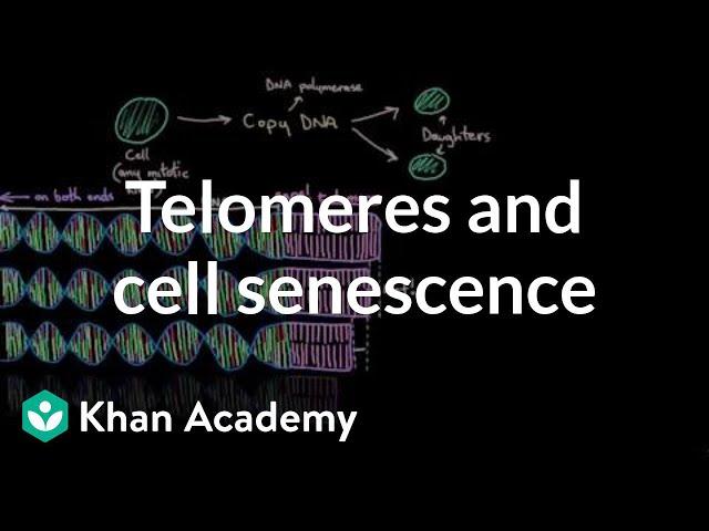 Telomeres and cell senescence | Cells | MCAT | Khan Academy