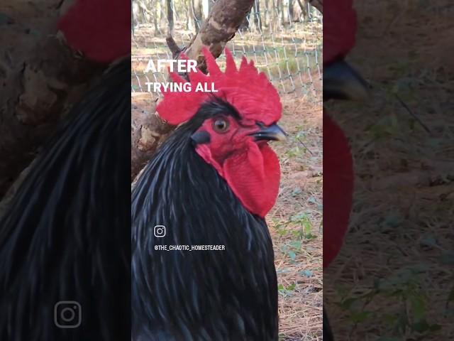 How to Tame an Aggressive Rooster #funny #chickens #farmlife