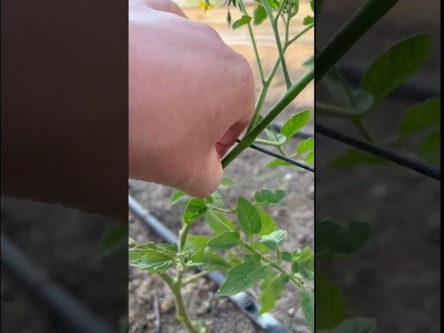  How to Easily Prune Tomato Plants — Step by Step!