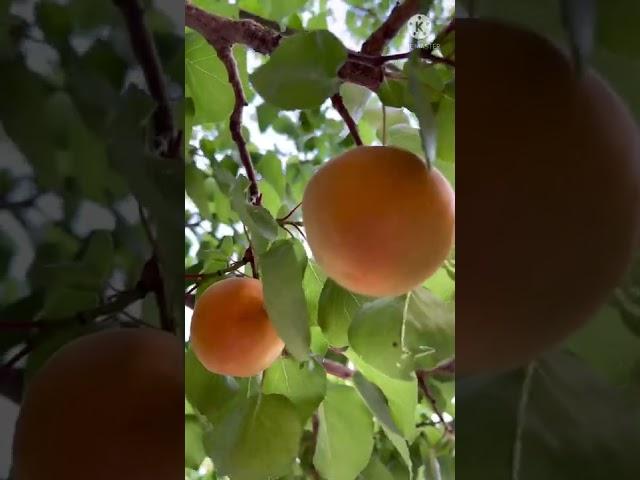 Apricot harvesting /Apricot season-Apricot fruit #Apricot garden #Shorts #Lincooking