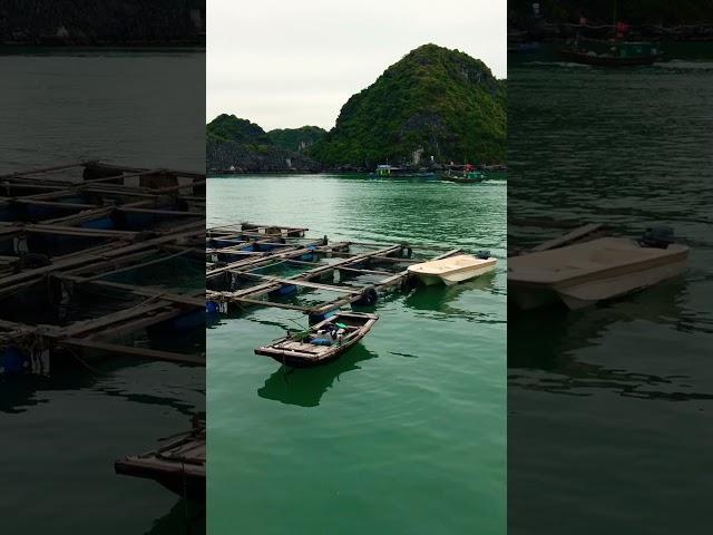 Life on water #blueswimmeradventures #lanhabay #indochinejunk #catbaisland #kayakforrent #dongdu