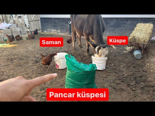 PANCAR KÜSPESİ / POSASI HAYVANA YARARMI? / PANCAR KÜSPESİ SÜTTE KOKU YAPARMI? / KAÇ KG VERMELİYİZ?