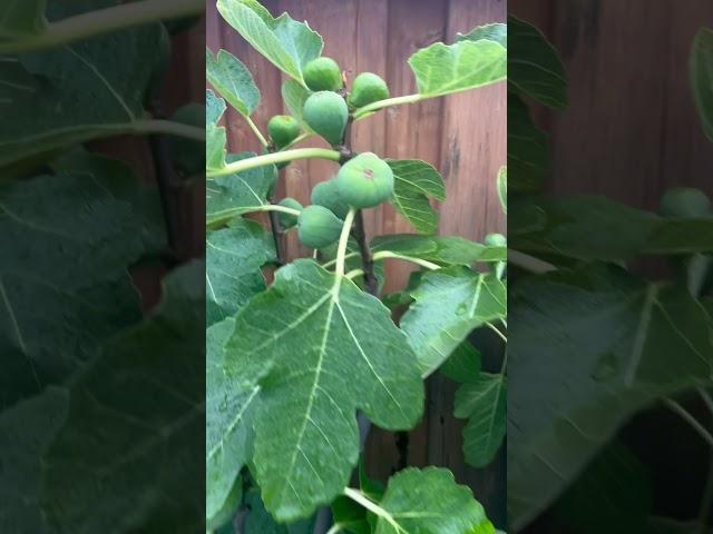 Fig garden July 2024 season #figseason #gardening #figlife