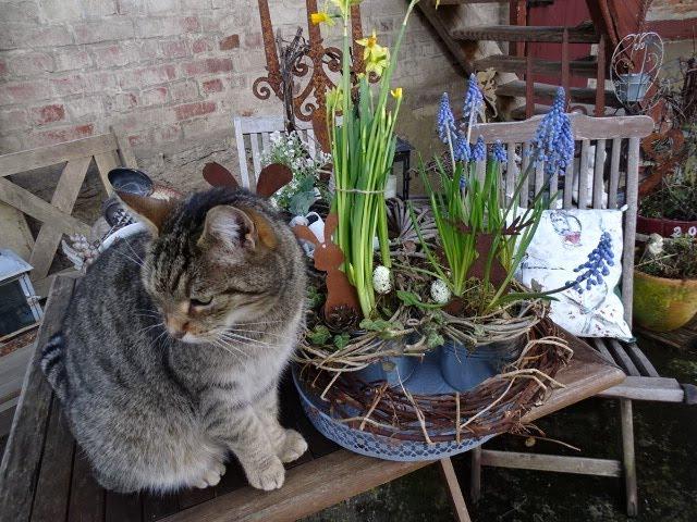 DIY/ Der FRÜHLING kommt... & für die Katz/ Frühblüher ..& viel mehr :)) Upcycling easy