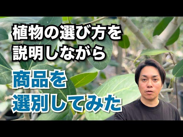 観葉植物の選び方のコツを説明しながら販売用の選別をしてみた