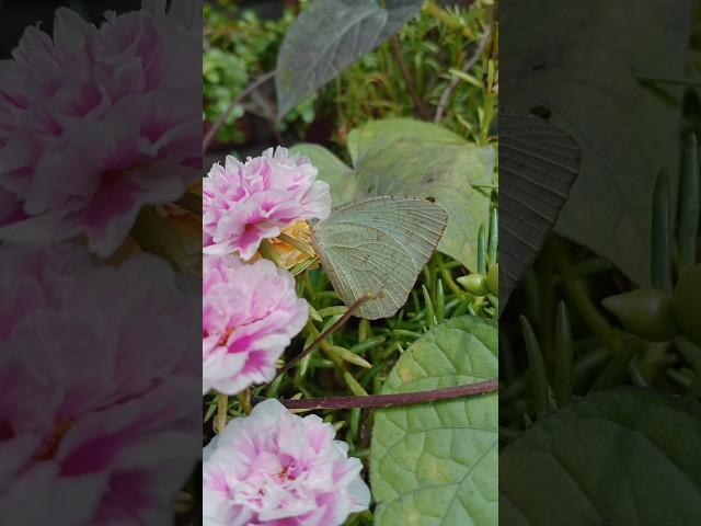 madam #butterfly came to visit garden.She is not afraid of gardener