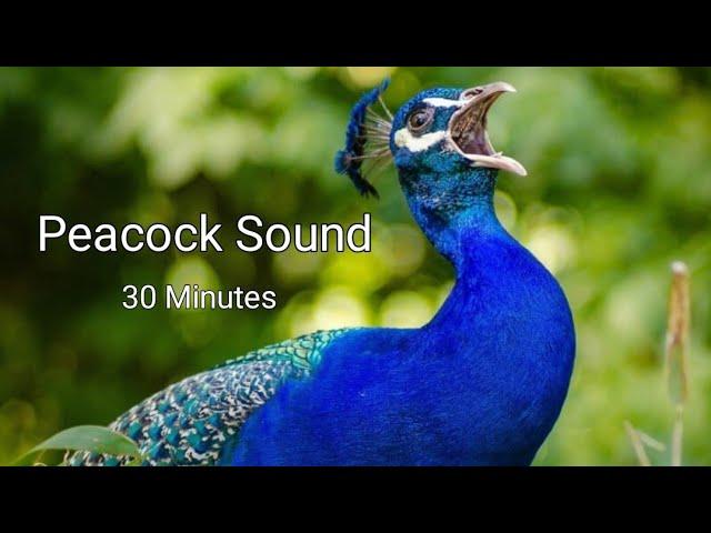 Peacock Sound, Peacock Dance with Sound, 30 Minutes Long Sound of Peacock